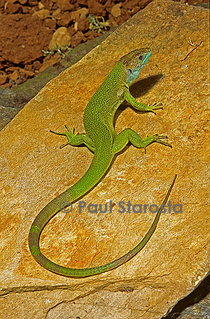 Lacerta bilineata (lézard vert)