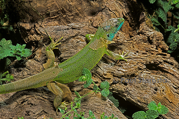 Lacerta bilineata (lézard vert) - en mue