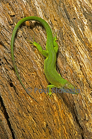 Lacerta bilineata (lézard vert) - tête en bas
