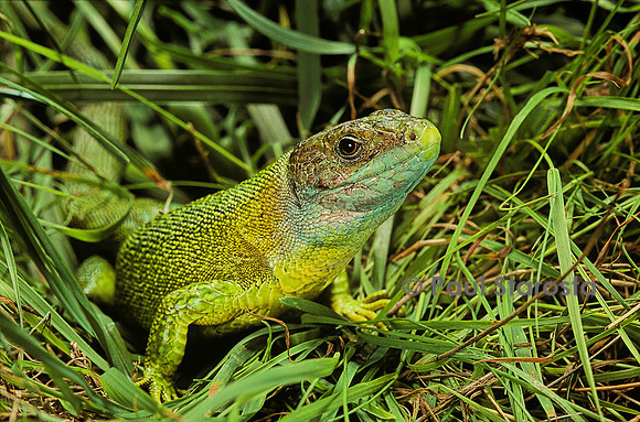 Lacerta bilineata (lézard vert)