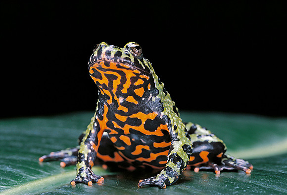 Bombina orientalis (sonneur oriental)