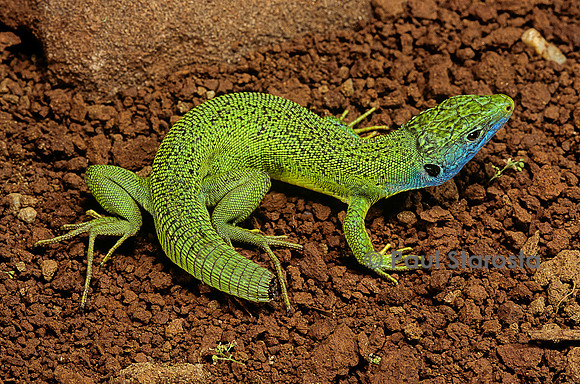 Lacerta bilineata (lézard vert) - ayant perdu sa queue