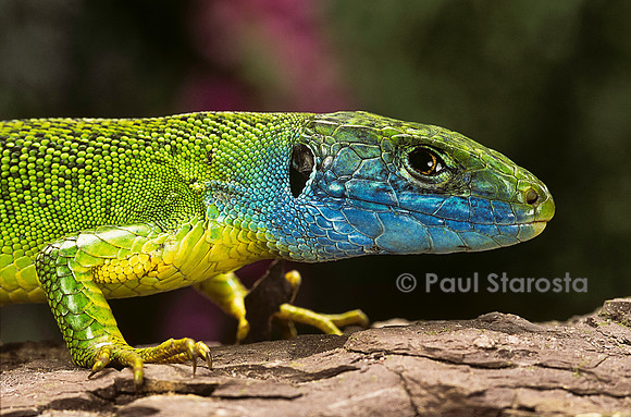 Lacerta bilineata (lézard vert) - mâle en période nuptiale