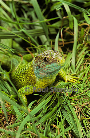 Lacerta bilineata (lézard vert)