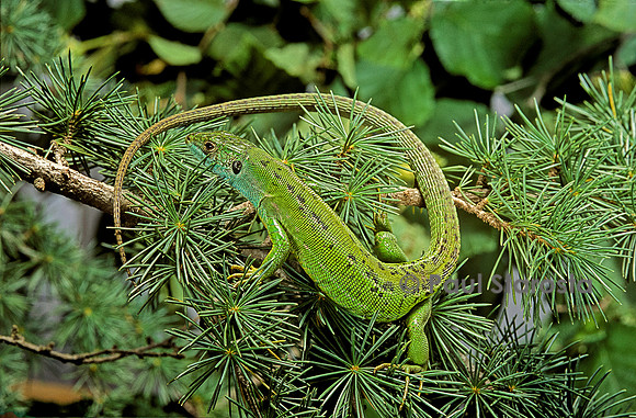 Lacerta bilineata (lézard vert) - sur une branche