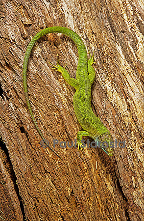 Lacerta bilineata (lézard vert) - tête en bas