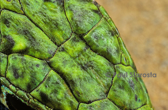 Lacerta bilineata (lézard vert) - écailles de la tête