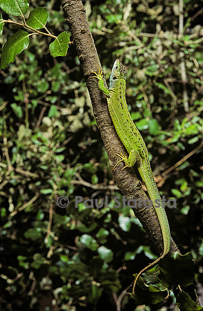 Lacerta bilineata (lézard vert) - grimpant