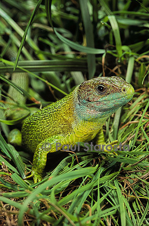 Lacerta bilineata (lézard vert)