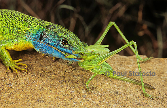 Lacerta bilineata (lézard vert) - dévorant une sauterelle