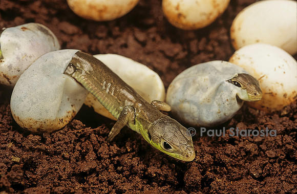 Lacerta bilineata (lézard vert) - éclosion