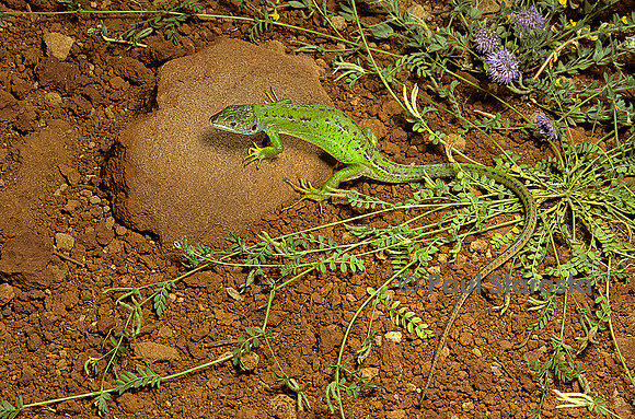 Lacerta bilineata (lézard vert)