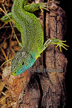 Lacerta bilineata (lézard vert) - tête en bas