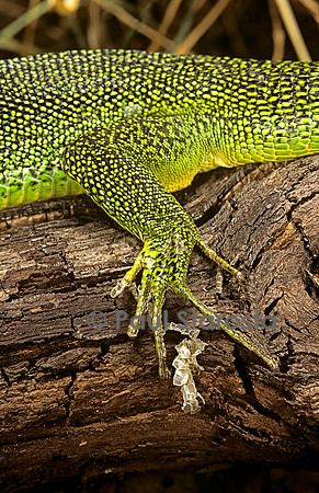 Lacerta bilineata (lézard vert) - patte en mue