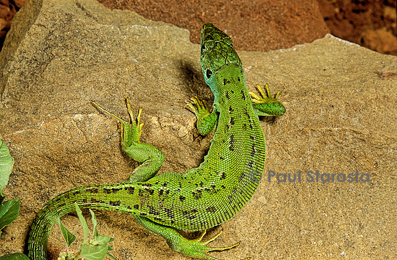 Lacerta bilineata (lézard vert) - femelle prête à pondre