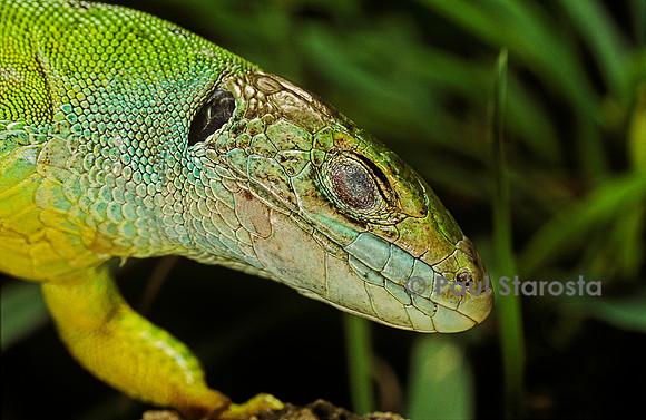 Lacerta bilineata (lézard vert) - paupière fermée (relevée)