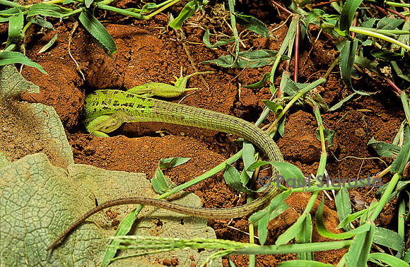 Lacerta bilineata (lézard vert) - rentrant dans son terrier