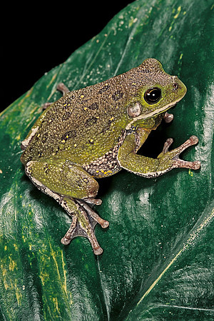 Hyla gratiosa