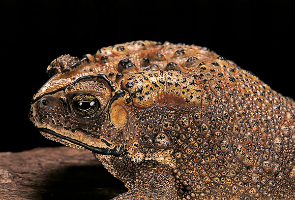 Duttaphrynus melanostictus