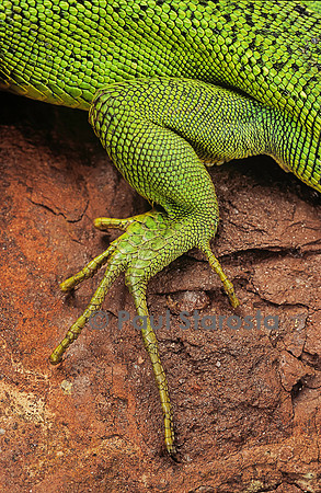 Lacerta bilineata (lézard vert) - patte arrière