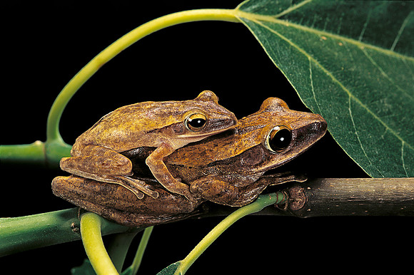 Polypedates leucomystax - accouplement