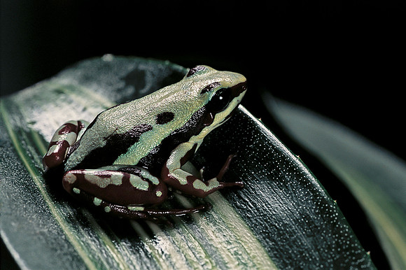 Epipedobates tricolor