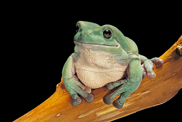 Litoria caerulea