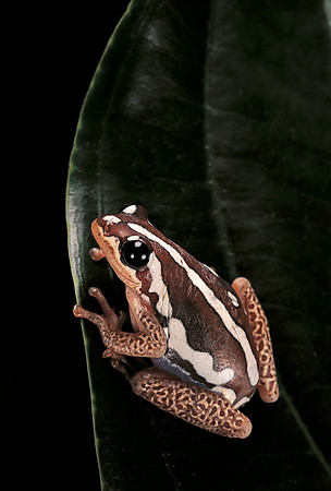Hyperolius marmoratus