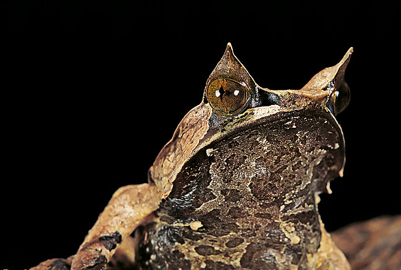 Megophrys nasuta (grenouille feuille)
