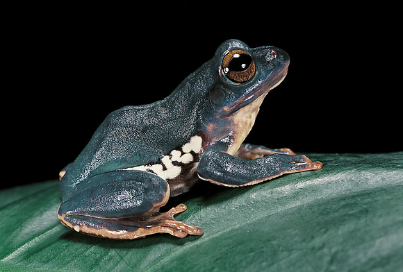 Rhacophorus dennysi