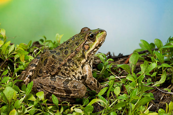 Grenouille verte