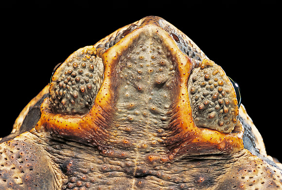 Rhinella schneideri