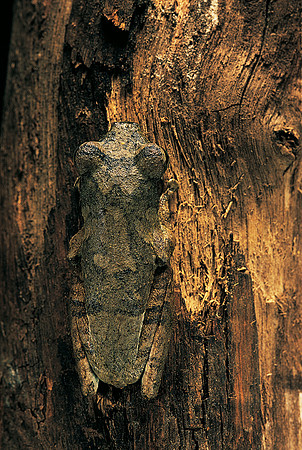 Chiromantis rufescens