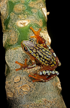 Hyperolius puncticulatus amani
