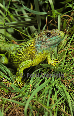 Lacerta bilineata (lézard vert)