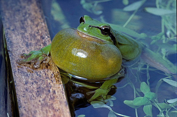 Hyla meridionalis (rainette) - gonflant son sac