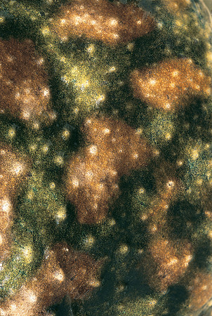 Calyptocephalella gayi