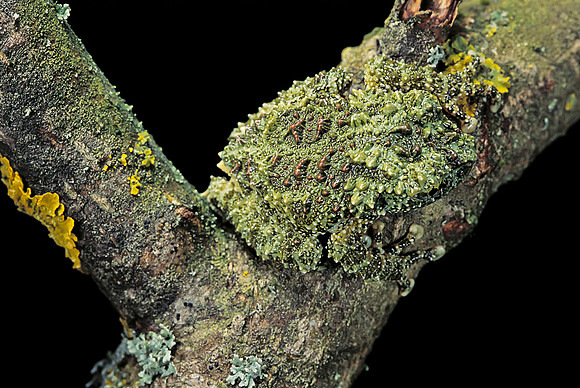 Theloderma corticale