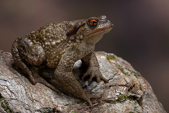 Bufo bufo (crapaud commun)