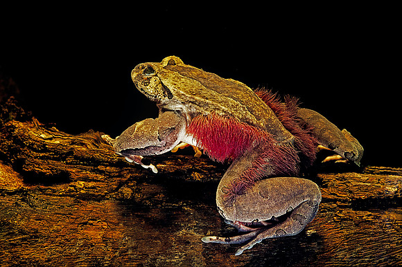 Trichobatrachus robustus (grenouille velue)