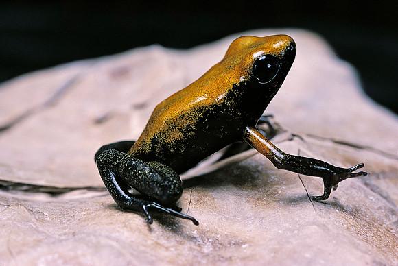 Phyllobates bicolor