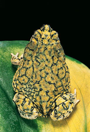 Anaxyrus debilis