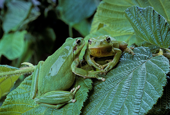 Hyla meridionalis (rainette) - couple