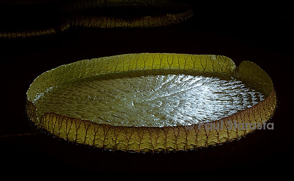 Victoria cruziana - feuille (4)