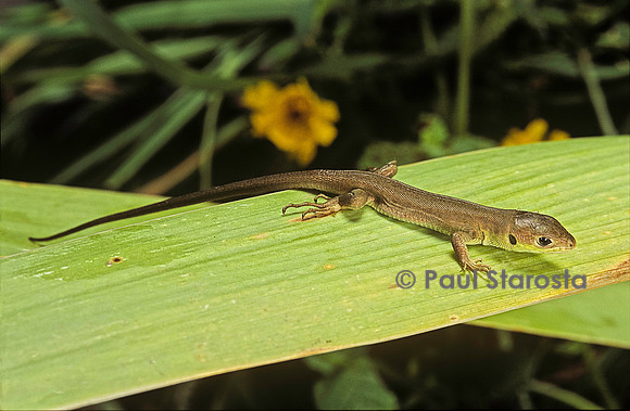 Lacerta bilineata (lézard vert) - jeune venant de naître