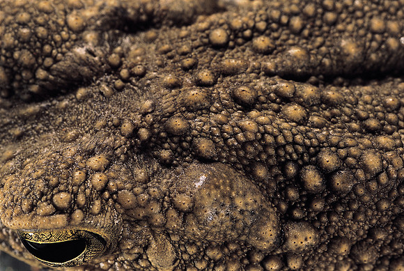 Bufo asper