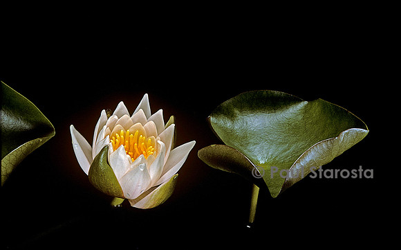 Nymphaea ‘Walter Pagels’