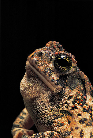 Anaxyrus americanus (crapaud d'Amérique)