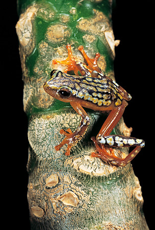 Hyperolius puncticulatus amani