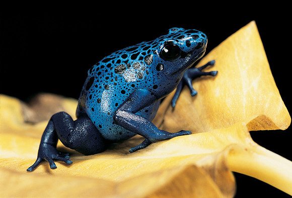 Dendrobates azureus